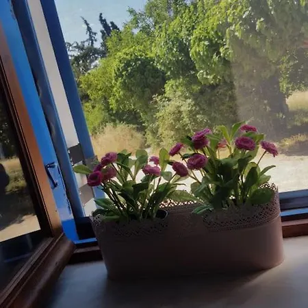 Vicky - Traditional In Evia Orologion